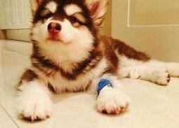 娱乐吃瓜酱阿姨卖小狗,娱乐吃瓜酱背后的温馨故事