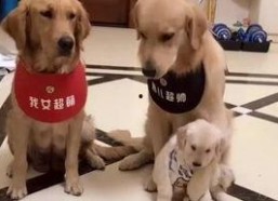 娱乐吃瓜酱送小狗